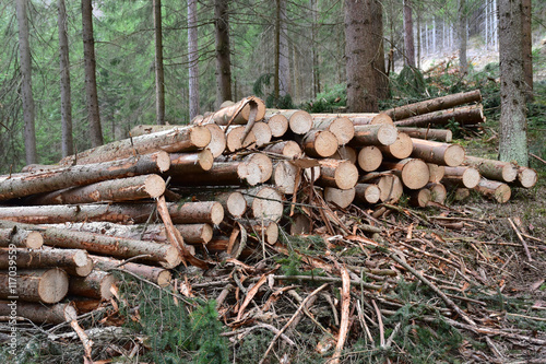 Holzstapel im Wald. Holzstoß mit frisch gefällten Baumstämmen (Fichte) im Wald, Baumrinde und Zweige
