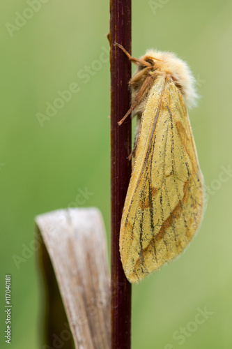 Ghost moth (Hepialus humuli) female at rest. Worn specimen in the family Hepialidae, showing orange markings and venation on wings photo