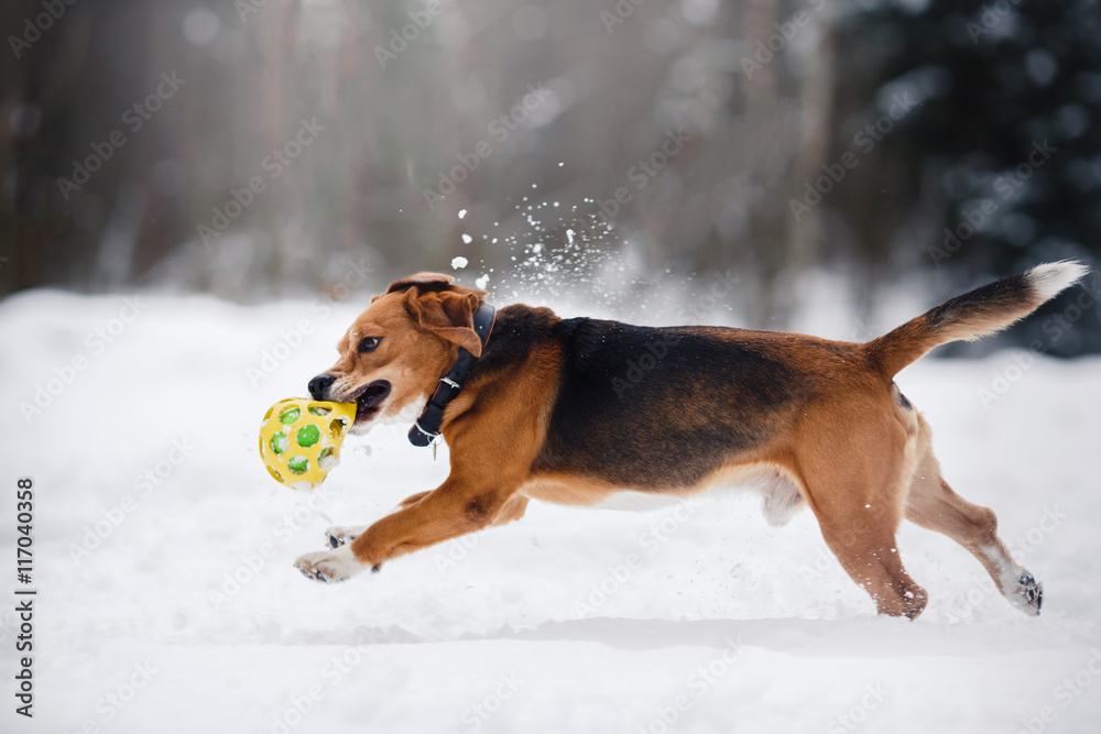 Dog breed Beagle walking in winter forest Dog breed Beagle walking in winter forest