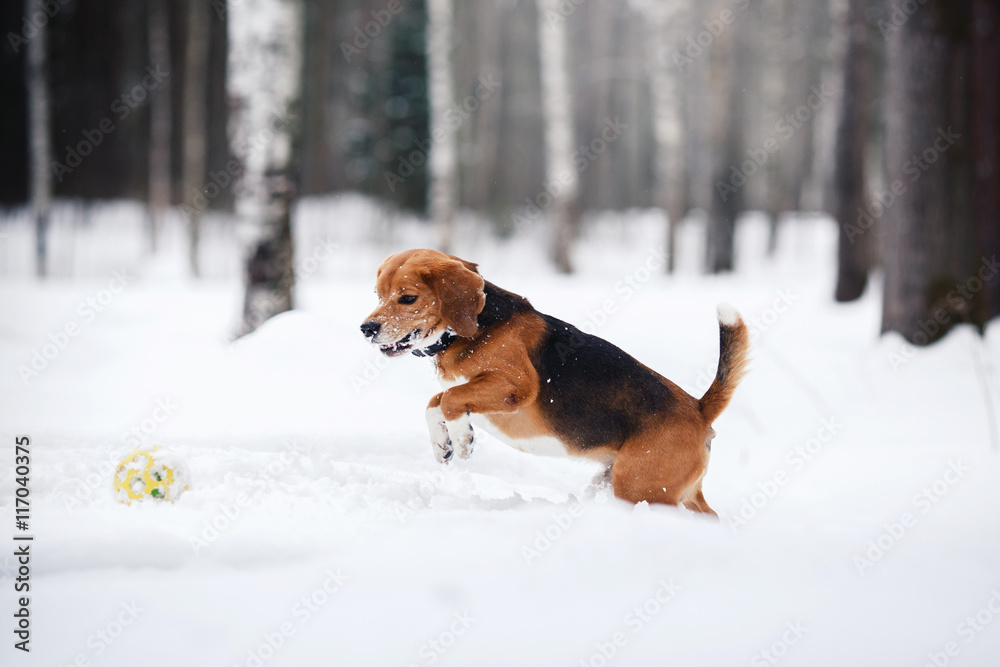 Dog breed Beagle walking in winter forest