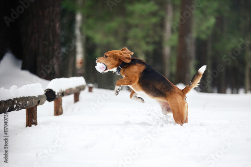 Fototapeta Naklejka Na Ścianę i Meble -  Dog breed Beagle walking in winter forest