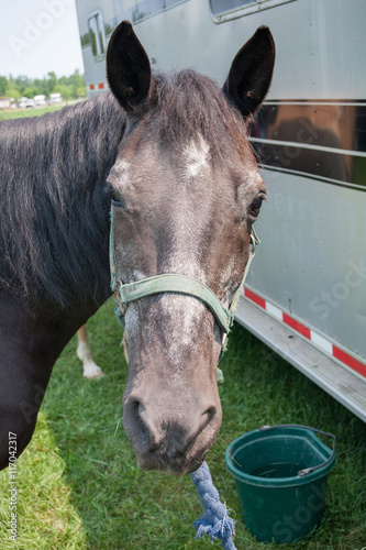 Portrait of a Horse