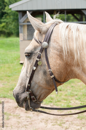 Profile of a Horse