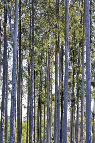 Simetric composition with Eucalyptus trunks