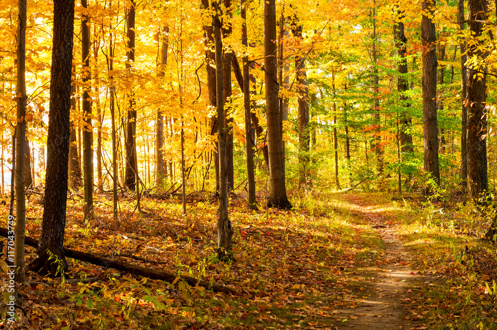 Obraz premium Golden path through the woods