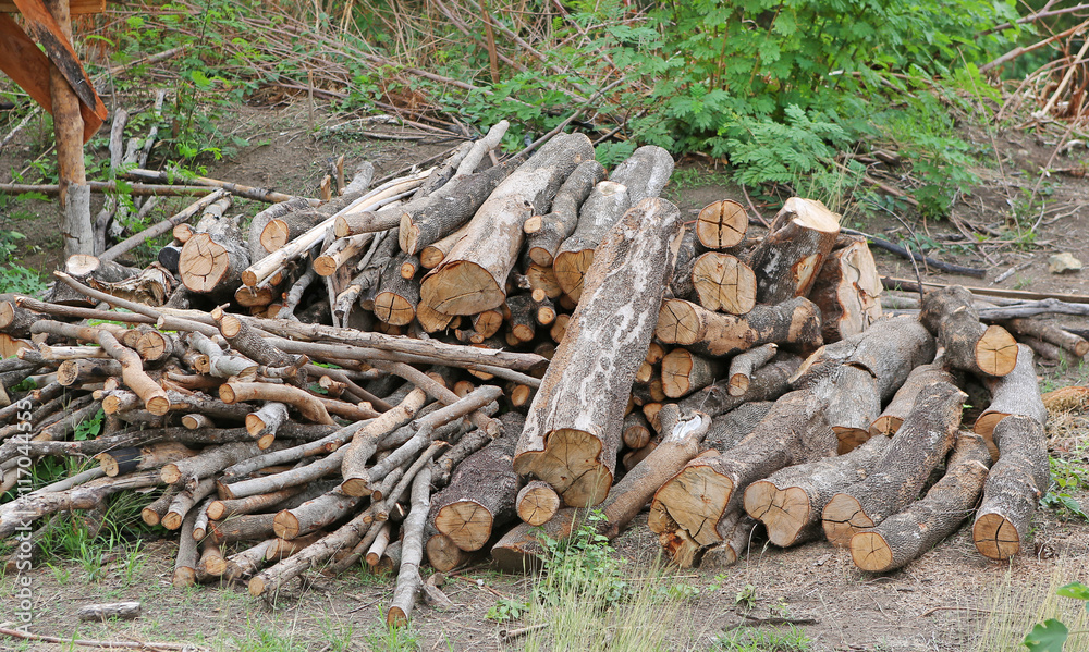 Pile of cut wood stump log