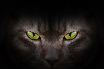 Eyes of black cat in dark, Hypnotic Cat Eyes