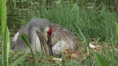 Sandhill Crane Mother and Newborn Look at Each Other Bedded in Nest, 4K