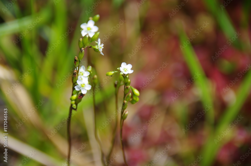 食虫植物の花