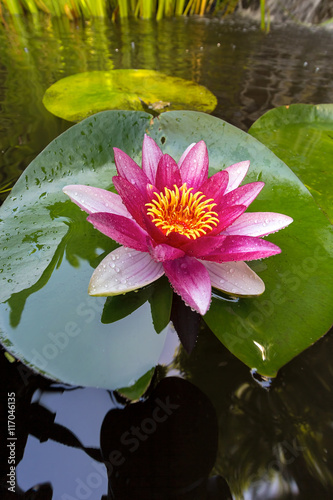 Pink Water Lily Flower Closeup