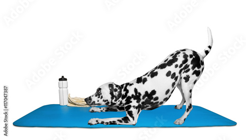 Fototapeta Naklejka Na Ścianę i Meble -  Dog doing yoga or pilates exercise