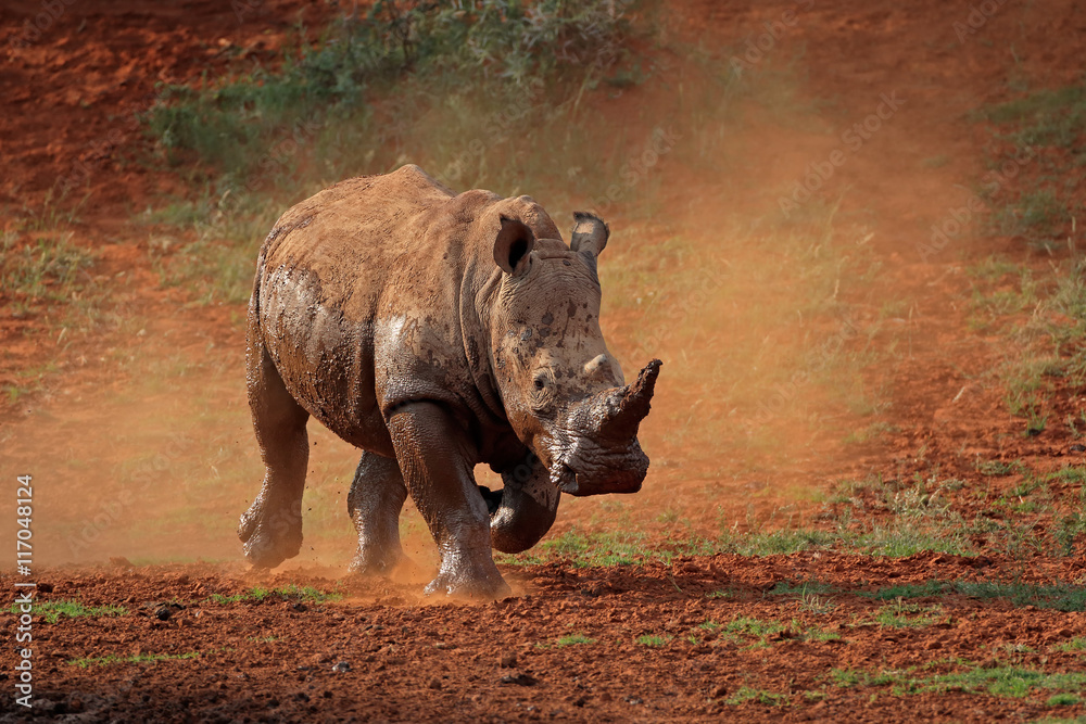 Fototapeta premium A white rhinoceros (Ceratotherium simum) running in dust, South Africa.
