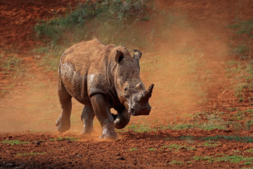 Fototapete Nashorn Ein Breitmaulnashorn (Ceratotherium Simum) läuft in Staub, Südafrika.  © EcoView