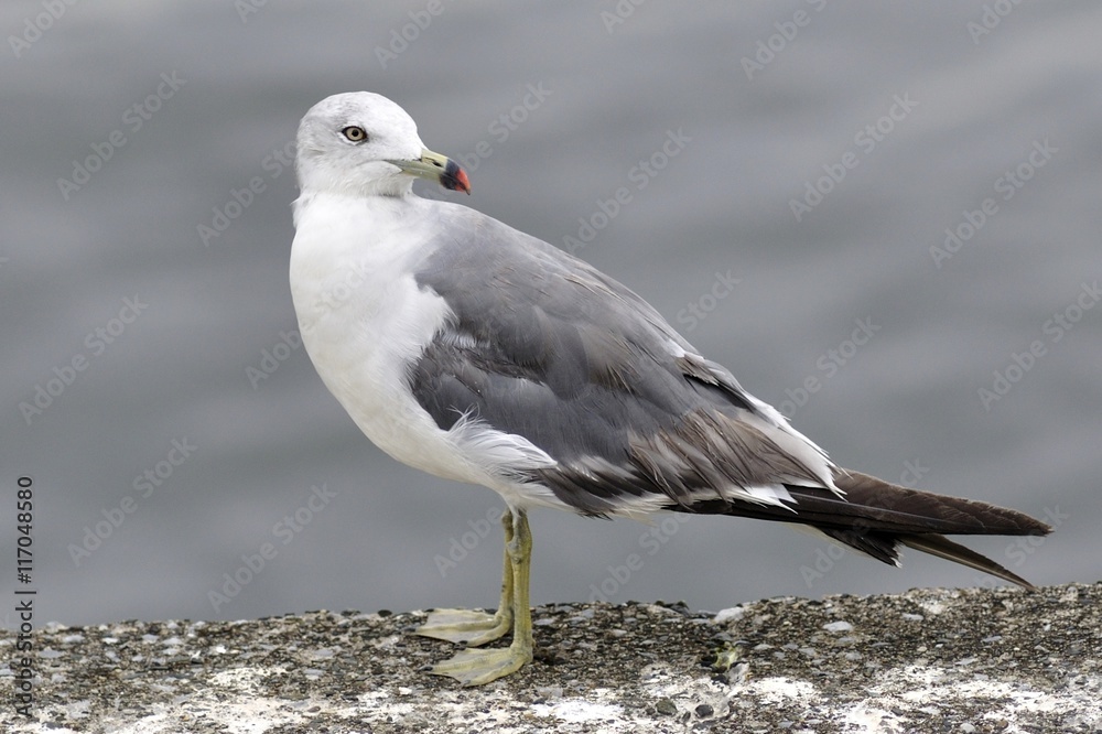 Obraz premium ウミネコ