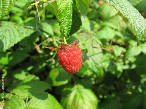 The ripe raspberry in the garden