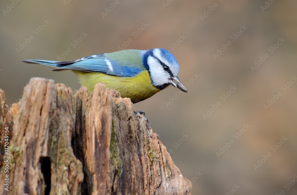 Fototapeta premium Eurasian blue tit (Cyanistes caeruleus) with seed