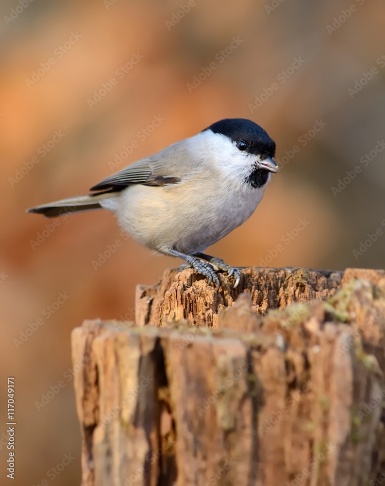 Obraz premium Marsh tit (Parus palustris)