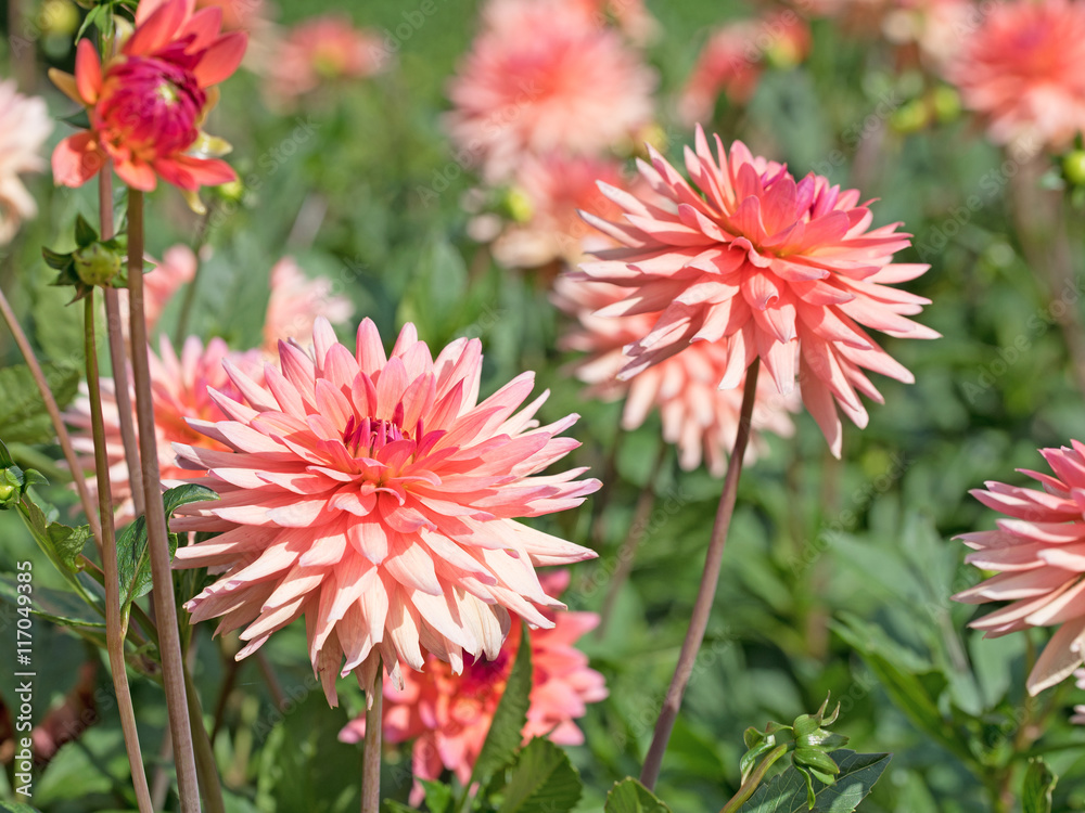 Dahlien, Dahlias Dahlien, Dahlias