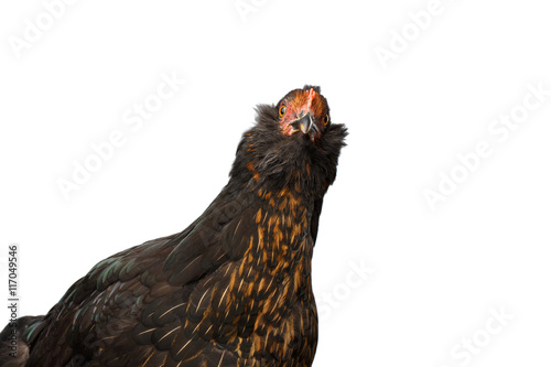 Closeup Head of Brown with Ginger Chicken Curious Looks Isolated on White Background in Front view