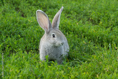 rabbit sitting on the grass © alexbush
