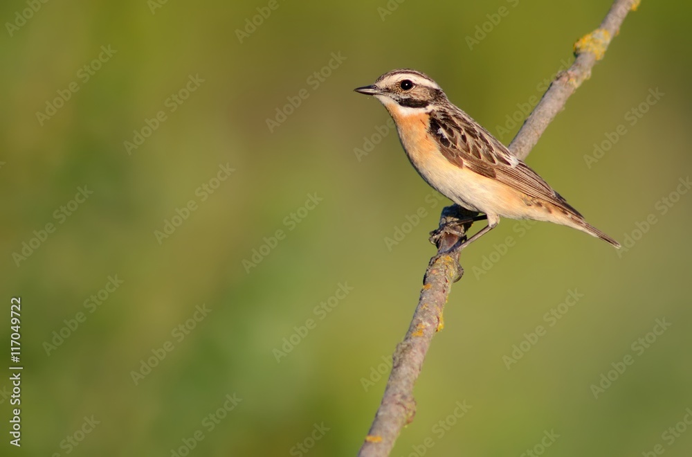 Fototapeta premium Whinchat on the branch