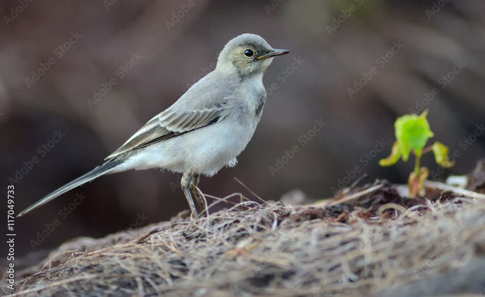 Fototapeta premium Young White Wagtail (Motacilla alba)