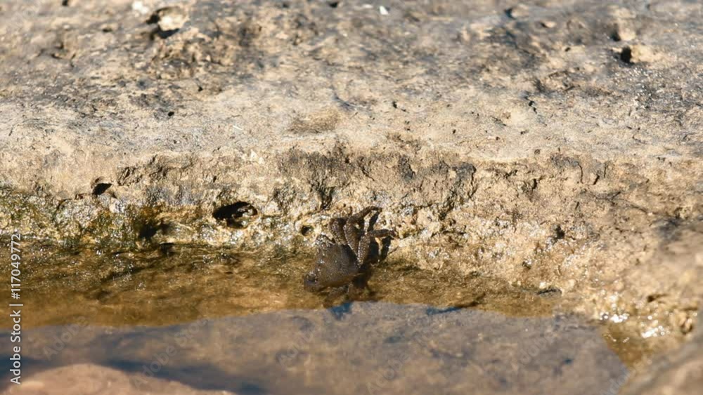 Crabs on the Beach Crab sitting on rock on shore of Black Sea Crabs on the Beach Crab sitting on rock on shore of Black Sea