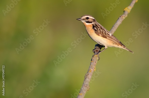 Whinchat on the branch © AlekseyKarpenko