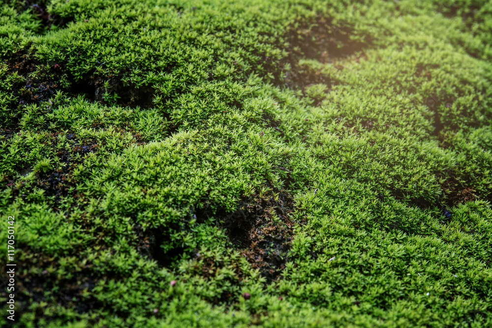 Close Up : Green moss on concrete floor background texture with selective focus, Image filter effect. Close Up : Green moss on concrete floor background texture with selective focus, Image filter effect.