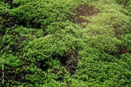 Close Up : Green moss on concrete floor background texture with selective focus, Image filter effect. © yingtanthawarak