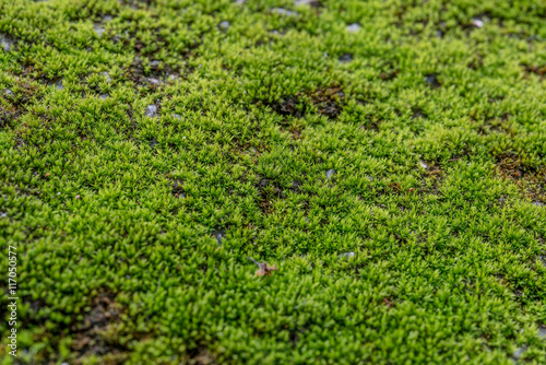 Close Up : Green moss on concrete floor background texture with selective focus, Image filter effect.