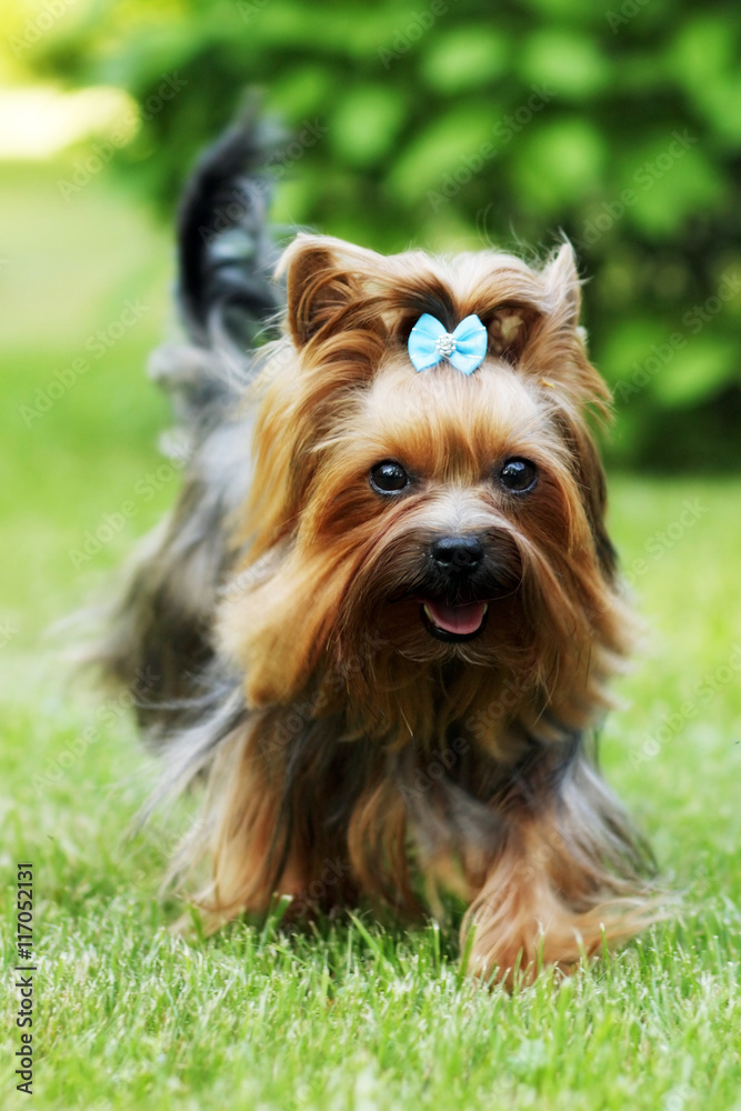Small decorative family dog Yorkshire Terrier running on the gra Small decorative family dog Yorkshire Terrier running on the gra