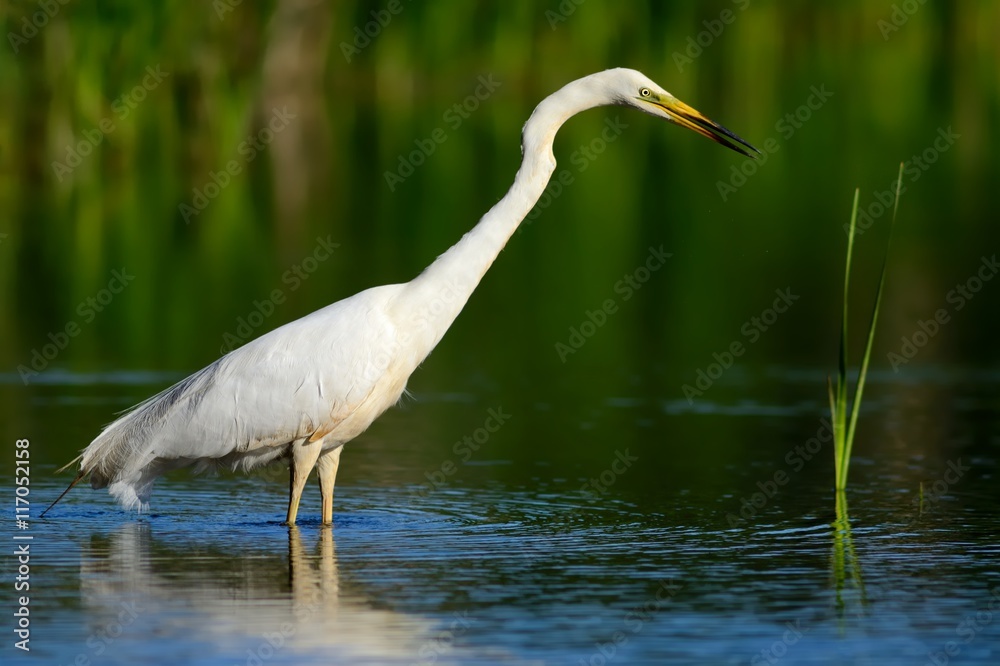 Naklejka premium Great egret (Ardea alba)