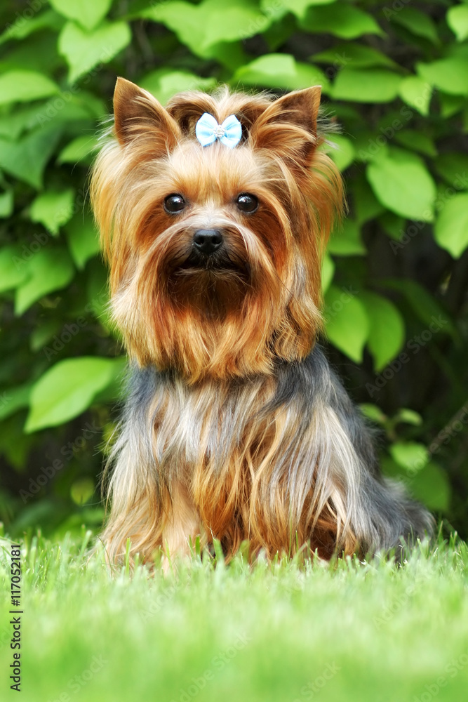 Beautiful little decorative dog Yorkshire Terrier Beautiful little decorative dog Yorkshire Terrier