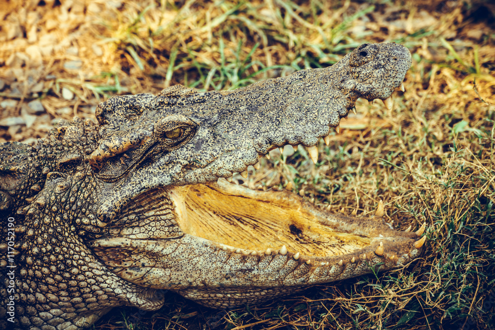 Naklejka premium wildlife crocodile sunbathe open mouth and relaxing on the grass