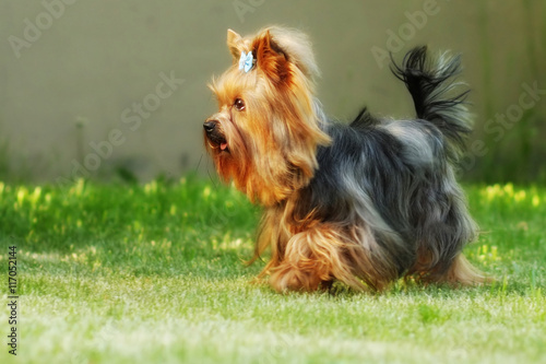 Small decorative family dog Yorkshire Terrier running on the gra