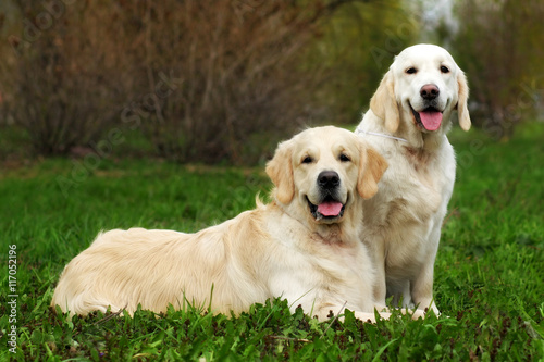 two family dogs, a couple of Golden Retriever resting on grass i