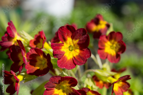 Spring flower bed - primula elatior blossoming in a garden in the summer