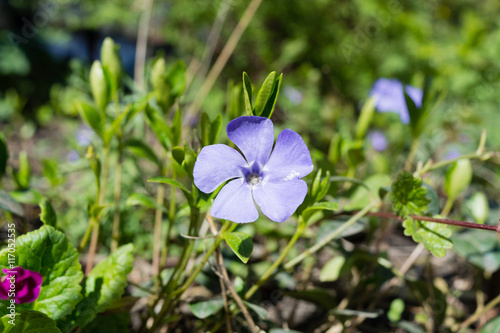 great Immergruen Vinca major blossoming in a garden in the summer photo