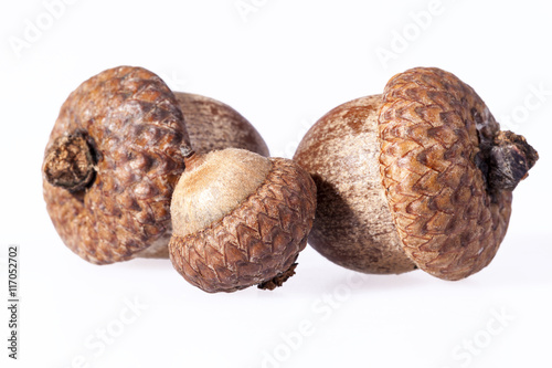 some acorns isolated on white background, close up
