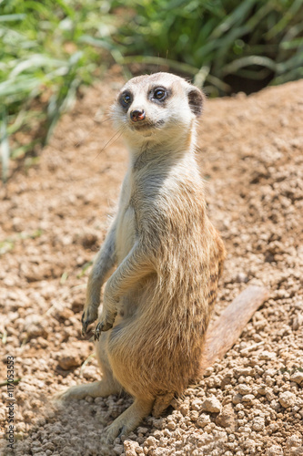 Meerkat is sitting on a sand and is looking at the camera. © frank11