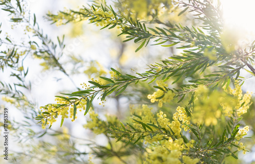 Картината върху платно Early morning australian yellow wattle flowers in sunshine