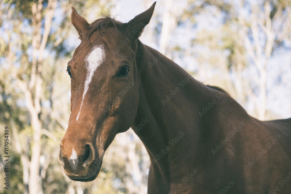 Obraz premium Horse in the paddock during the day