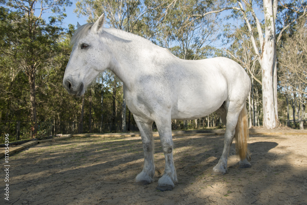 Horse in the paddock during the day Horse in the paddock during the day
