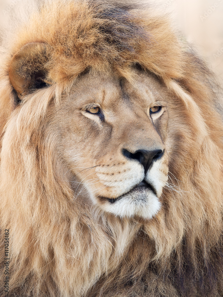 His majesty lion