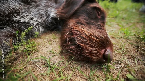 Tired of hunting dog drathaar after lying on the ground resting photo