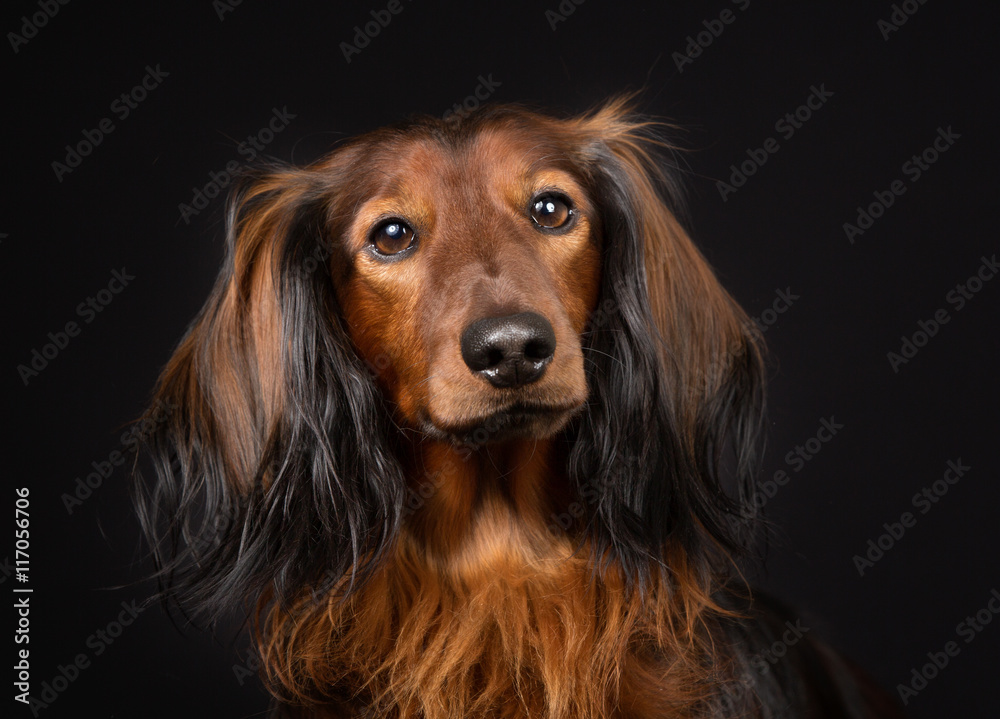 Longhaired dachshund Longhaired dachshund