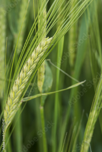 Close up of head of green barley in field in Summer