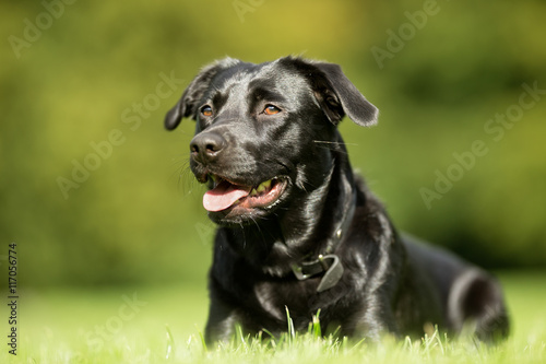 Wallpaper Mural Black Labrador Retriever Torontodigital.ca