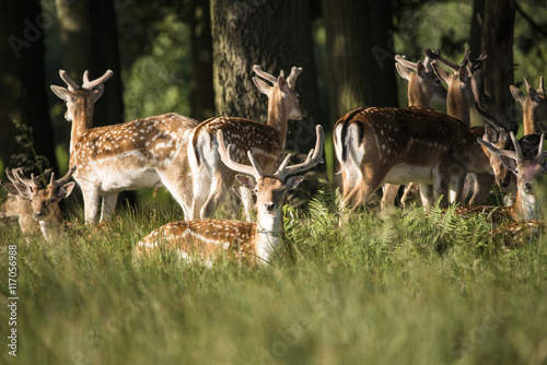 Fototapeta Naklejka Na Ścianę i Meble -  Group of young Fallow Deer dama dama stags in countryside landsc